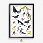 Plakat Ptaki - 30x40cm (A3)